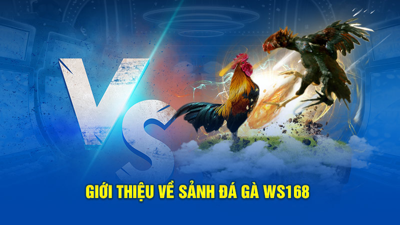 Giới thiệu về sảnh Ws168 đá gà