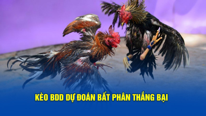 Kèo BDD dự đoán bất phân thắng bại 