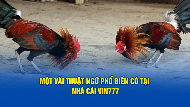 Một vài thuật ngữ phổ biến có tại nhà cái Vin777