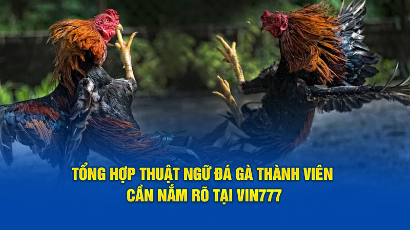 Thuật Ngữ Đá Gà Thành Viên Cần Nắm Rõ Tại Vin777